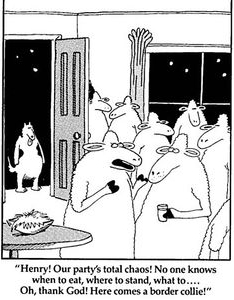 2020-01-15 Far Side Border Collie.jpg